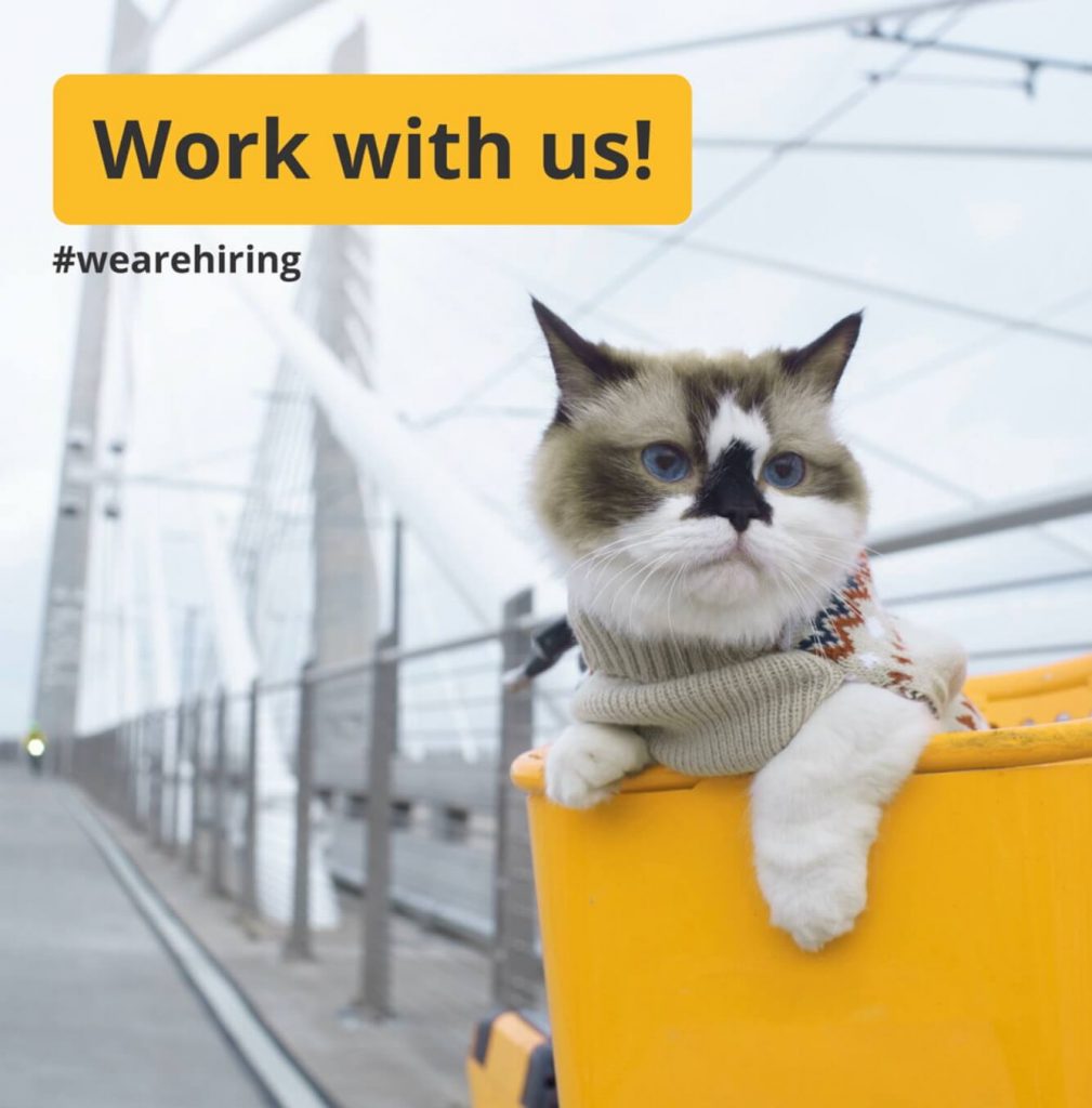 Foto von Katze in Fahrradkorb